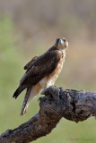 African Hawk Eagle - Afrikaanse Havikarend