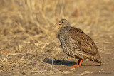 Natal Francolin - Natal-frankolijn