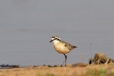 Kittlitzs Plover - Herdersplevier