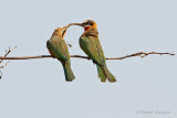 White-fronted Bee-eater - Witkapbijeneter