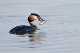 Great crested grebe - Fuut