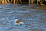 Red-Necked Grebe - Roodhalsfuut