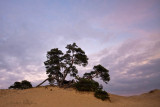 Kootwijkerzand, De Veluwe