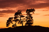 Kootwijkerzand, De Veluwe