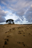 Kootwijkerzand, De Veluwe