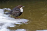 White-throuted Dipper -  Zwartbuikwaterspreeuw