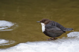 White-throuted Dipper -  Zwartbuikwaterspreeuw