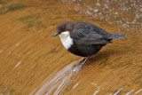 White-throuted Dipper -  Zwartbuikwaterspreeuw