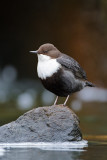 White-throuted Dipper -  Zwartbuikwaterspreeuw