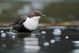 White-throuted Dipper -  Zwartbuikwaterspreeuw