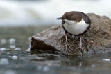 White-throuted Dipper -  Zwartbuikwaterspreeuw