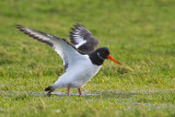 Oystercatcher - Scholekster