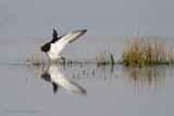 Oystercatcher - Scholekster