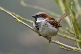 Sparrow - Huismus