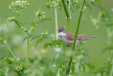 Greater Whitethroat - Grasmus