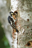 Great Spotted Woodpecker - Grote bonte specht