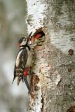 Great Spotted Woodpecker - Grote bonte specht