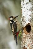 Great Spotted Woodpecker - Grote bonte specht