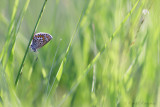 Silver Studded Blue - Heideblauwtje