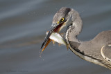 Blue heron - Blauwe reiger