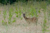 Roe deer - Ree