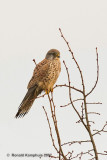 Common kestrel - Torenvalk