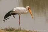 Yellowbilled stork - Geelbekooievaar