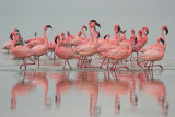 Lesser Flamingo - Kleine flamingo