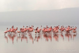 Lesser Flamingo - Kleine flamingo