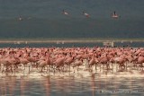 Lesser Flamingo - Kleine flamingo