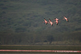 Lesser Flamingo - Kleine flamingo