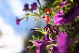 flower perfume