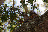 have heard that squirls in florida are skinner than those up north:)