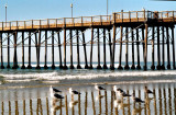 Oside Pier  Gulls.jpg