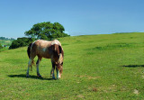 Horse in Field 1 - Cropped.jpg