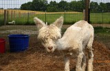 G - Alpaca with Guard Dog.jpg