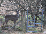 Roe Deer, Aber Bog-Loch Lomond NNR