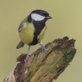 Great Tit, Gartfairn Wood-Loch Lomond NNR, Clyde