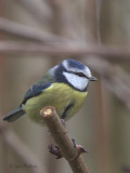 Blue Tit, Baillieston, Glasgow