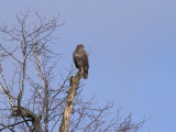 Common Buzzard, Dalzell Woods, Motherwell