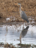 Grey Heron, Lochwinnoch RSPB, Clyde