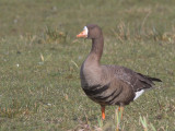 Greenland White-fronted Goose, Gruinart, Islay