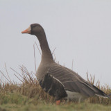 Greenland White-fronted Goose, Gruinart, Islay