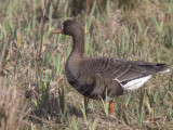Greenland White-fronted Goose, Gruinart, Islay