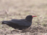 Chough, Islay, Argyll