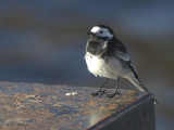 Pied Wagtail, Balmaha, Loch Lomond