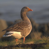 Greylag Goose, Bruichladdich-Loch Indaal, Islay