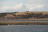 Ruined cottage on Ardpatrick Point