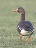 Greenland White-fronted Goose, Gruinart, Islay