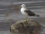 Lesser Black-backed Gull, Sallochy Bay-Loch Lomond, Clyde